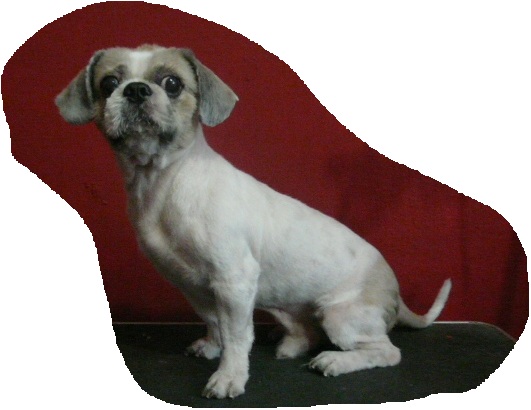 Paupetgroom: Different Styling for Shih Tzu