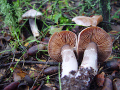 Cortinarius alboviolaceus