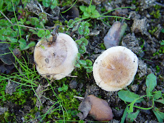 Hebeloma cylindrosporum