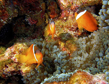 Anemone Fish