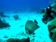 Diver and Angel