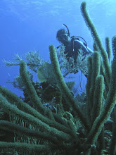 Sea Whips and Fans