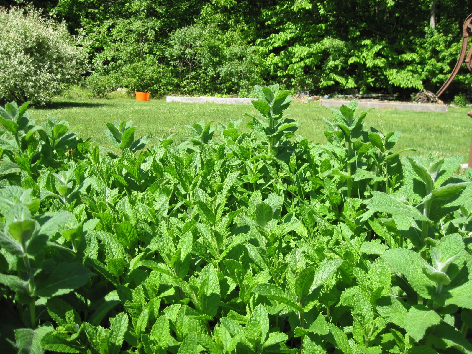 The Lyme Disease Sentinel Blog ADAPTOGENS HERBS FOR STRENGTH,STAMINA