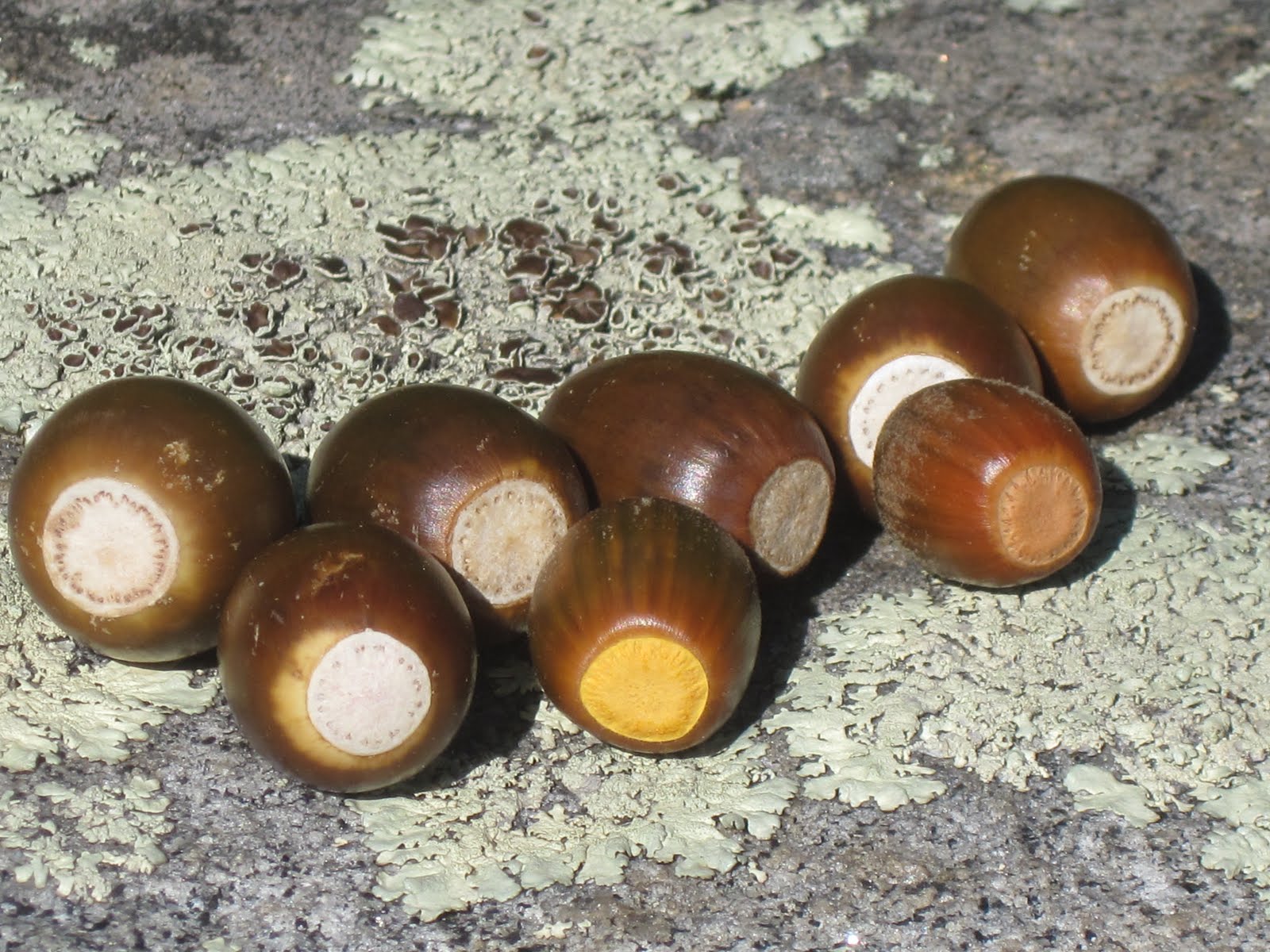 THE FOOD FREEDOM REVOLUTION Taking Back Control Of Our Health YES