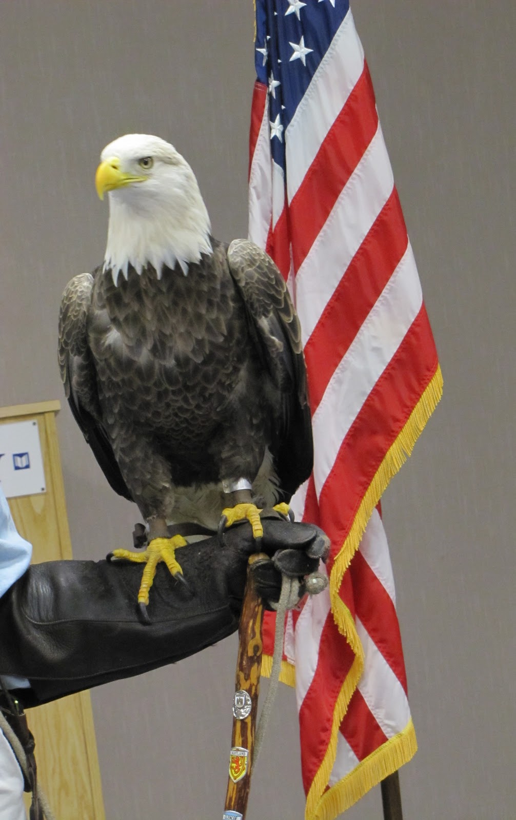 The Aero Experience: Bald Eagle Named "Liberty" Makes Appearance at