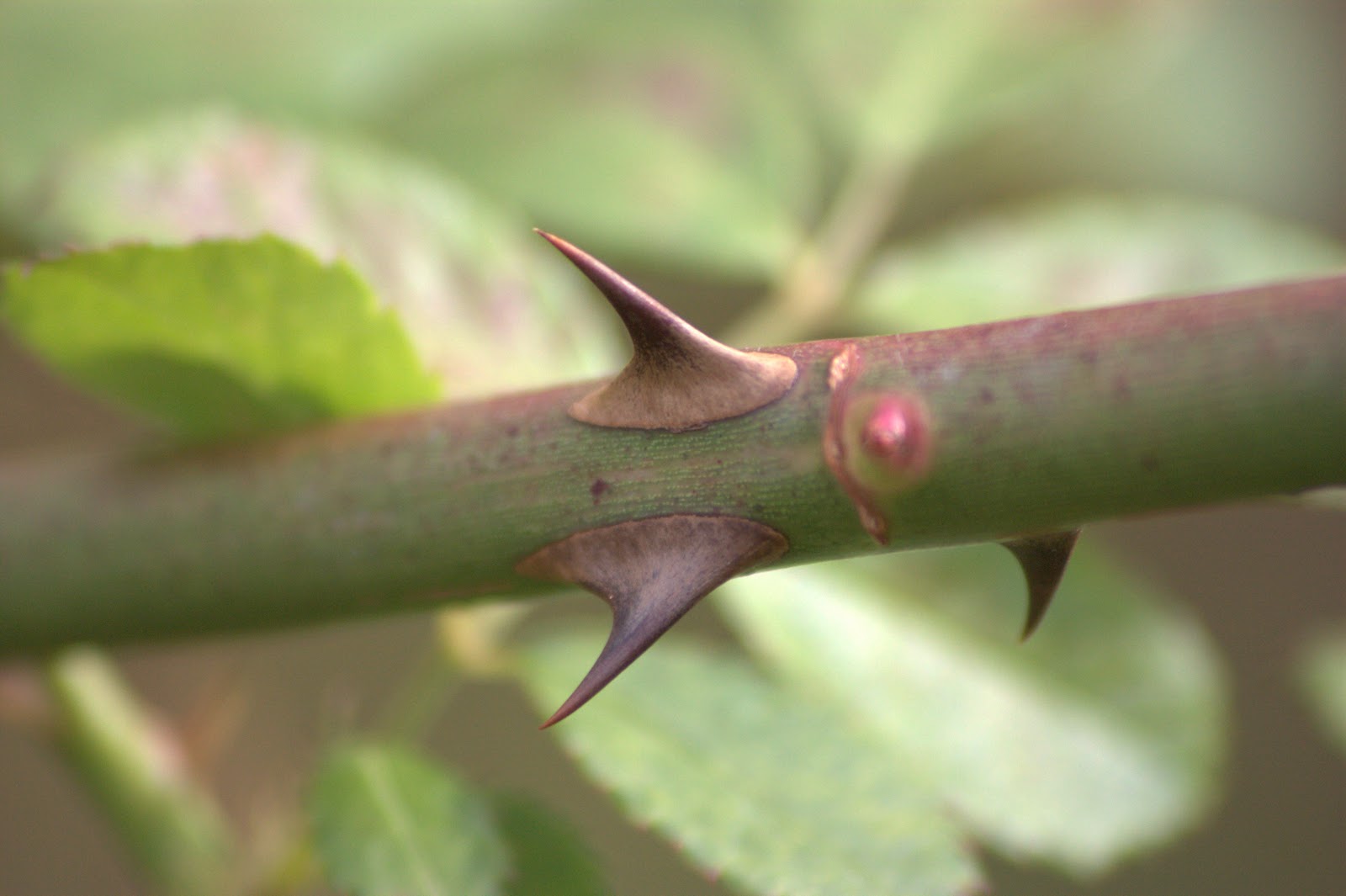 Arkansawyer Matthew's Thorns