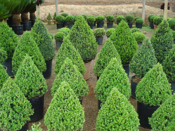 Nossas plantas