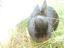 Ninus