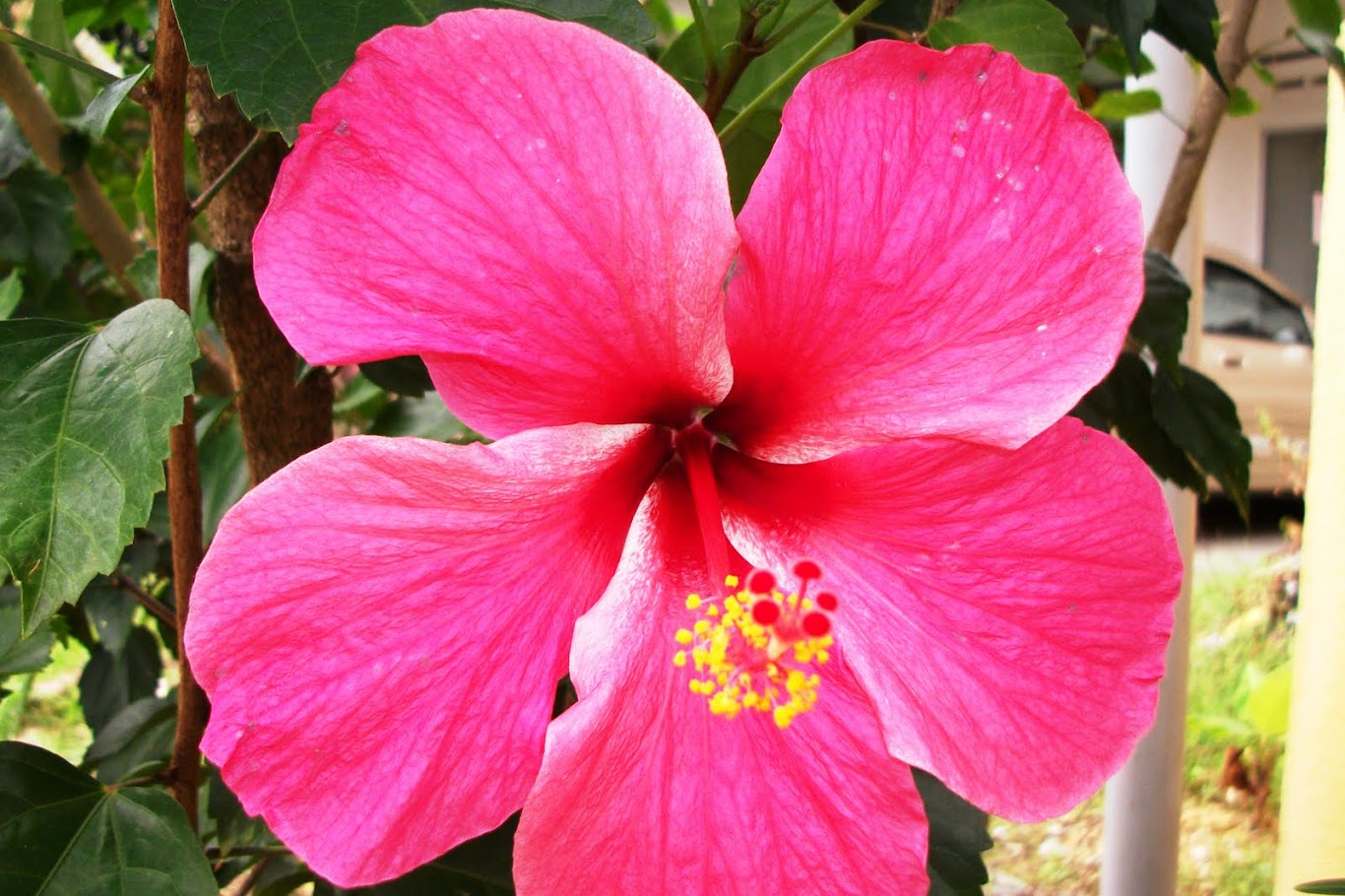 Bunga yang Menyukai Hujan Pluviophiles dan Keindahannya