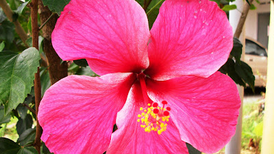 Bunga yang Menyukai Hujan Pluviophiles dan Keindahannya