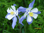 Colorado State Flower