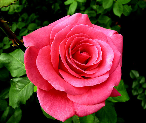 Má Antunes em Verso e Prosa: A ROSA