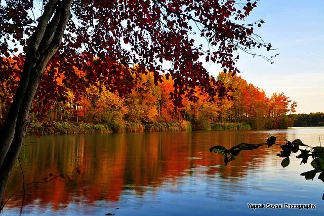 Yaprak Soysal Photography: Fall foliage @ Lums Pond