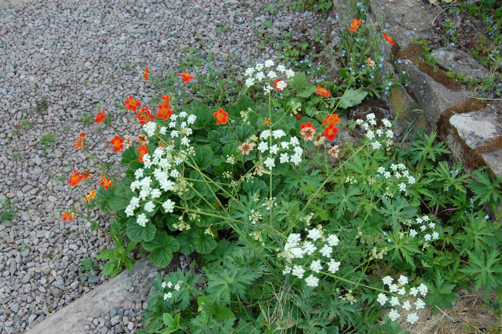 Noel's Garden Blog Cow Parsley gardening
