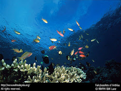 amazing of under water garden