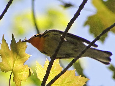 Tails of Birding: Birding in Vermont - the Challenge