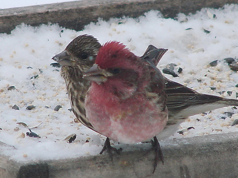 Tails of Birding: Winter Finches - Purple Finch