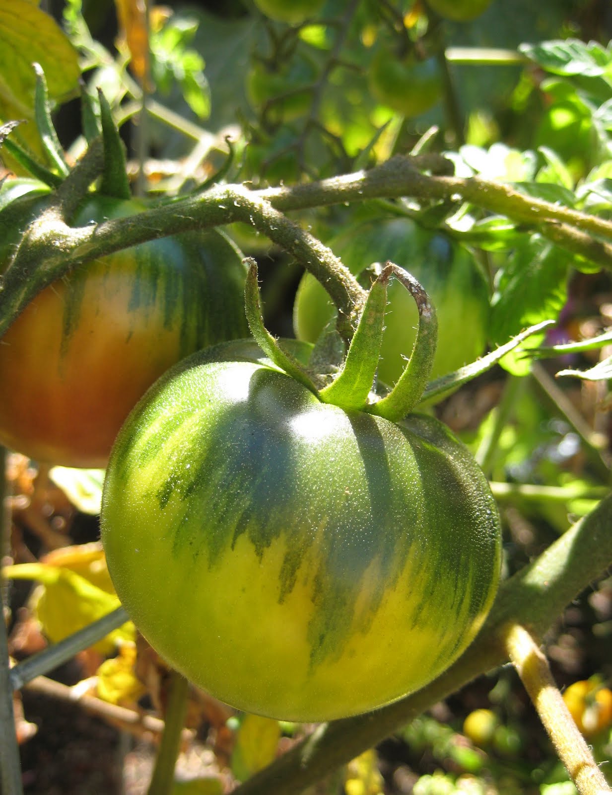 Idora Design August 2010