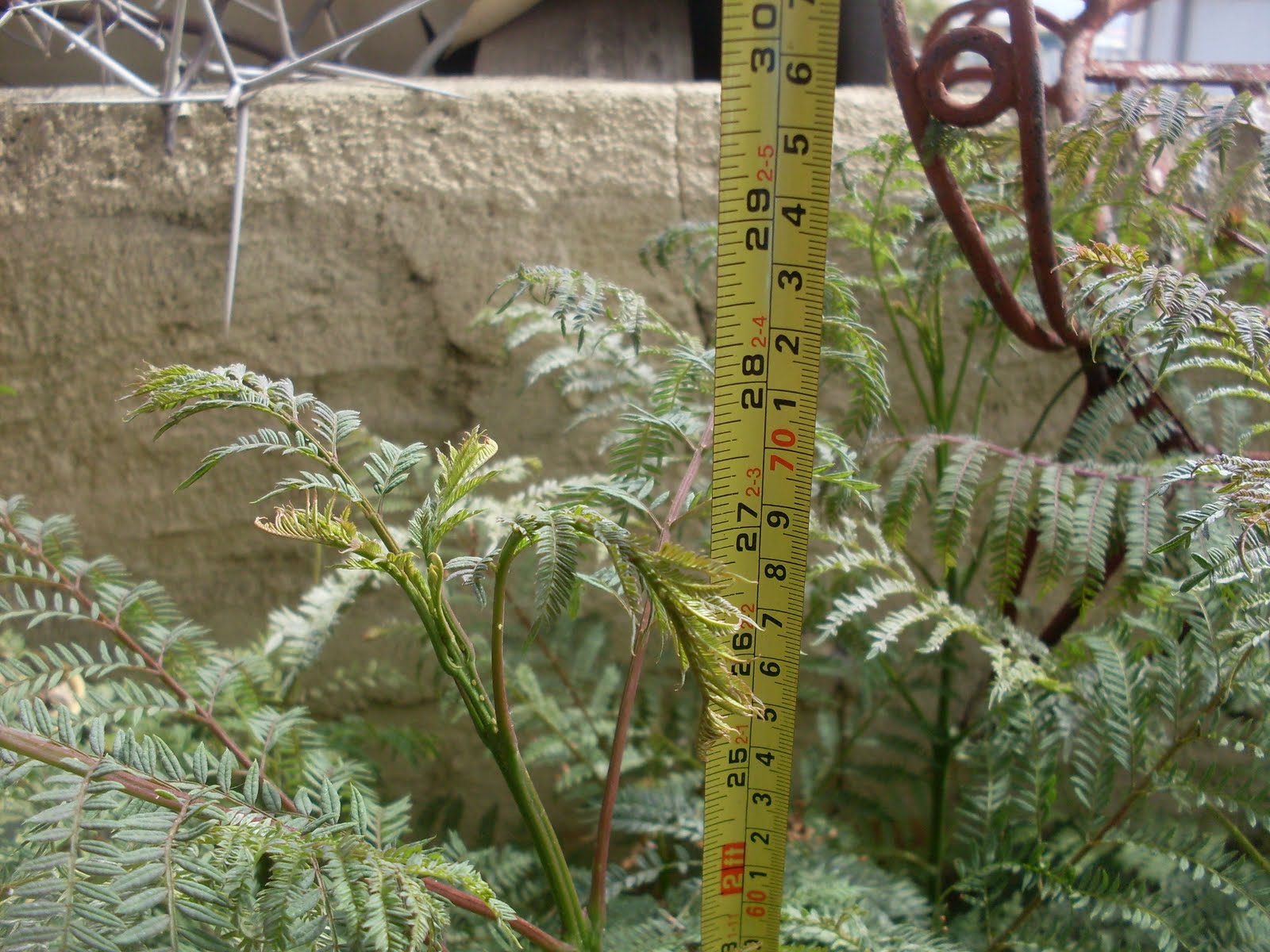 Desde el sur del mundo: ¿Y Cómo van los almácigos de árboles?