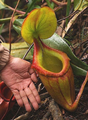 Foto-Foto Bunga Predator Lagi Memangsa Korbannya  Budi 