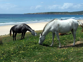 caballos