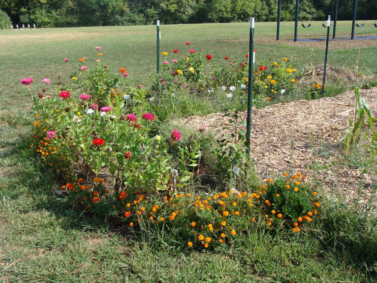 Wilson Garden Wonder Wilson Garden Summer Wonders