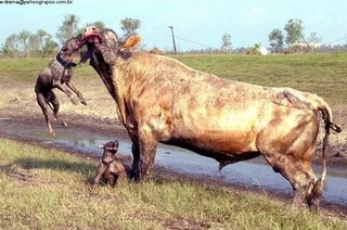 [COW2.jpg]