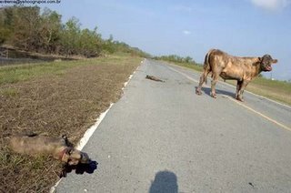[COW4.jpg]