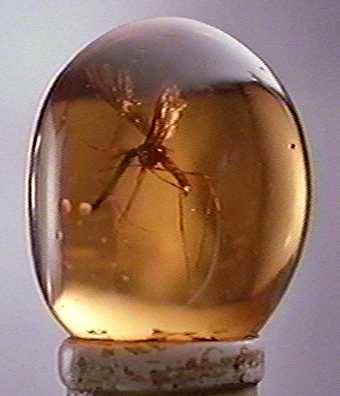 jurassic fossil dinossauros ambar fossilized