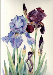 iris flowers watercolor paintings painting irises ann mortimer flower paint harbour bearded loved known roses watercolour bing artist purple annmortimerart