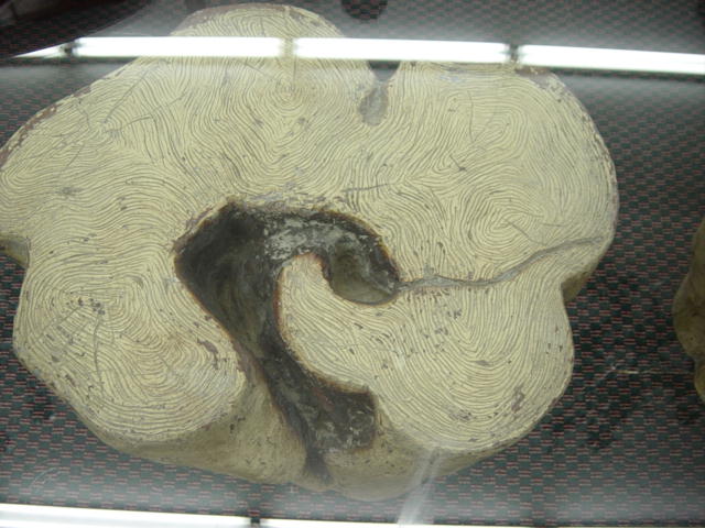 Newport Avenue Antiques: UNUSUAL MODERN TREE TRUNK BASE COFFEE TABLE