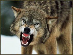 [wolf_attack.jpg]
