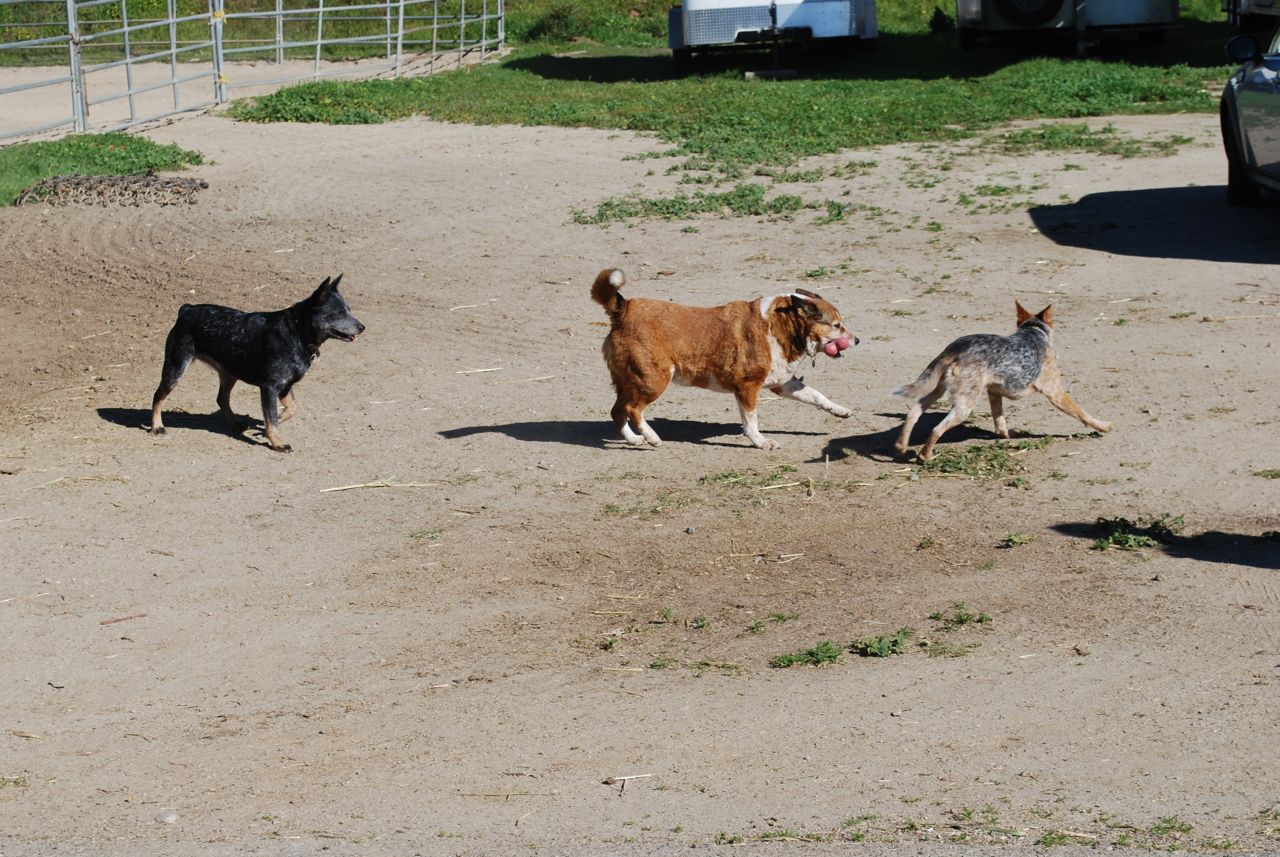 [three+happy+heelers.jpg]