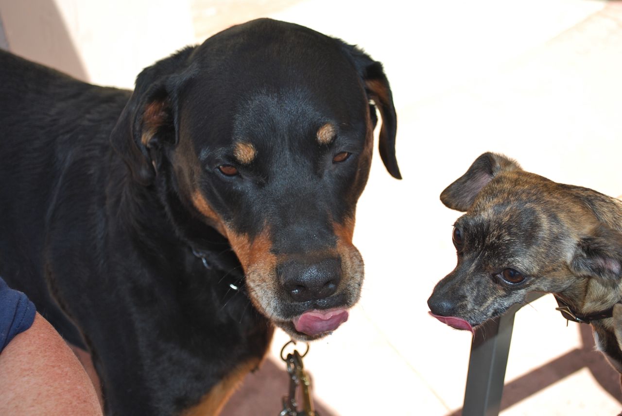 Can Humans Eat Cesar Dog Food Can Humans Eat Cesar Dog Food