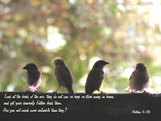 Look at the birds of the air they do not sow or reap or store away in barns, and yet your heavenly Father feeds them. are you not much more valuable than they? Matthew 6:26 bible verse desktop background photo
