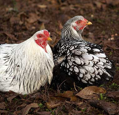 Gallo Twentsee e gallina Wiandotte. Foto di Andrea Mangoni.