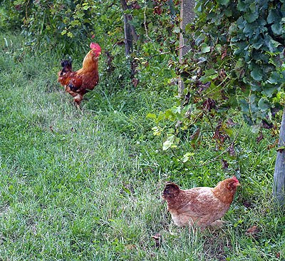 Boffe al pascolo. Foto di Andrea Mangoni.