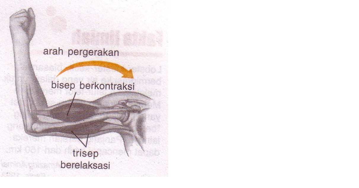 Cara Membentuk Otot Lengan Bisep Dan Trisep Yang Efektif | My XXX Hot Girl