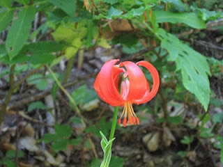 red flower (unknown species)