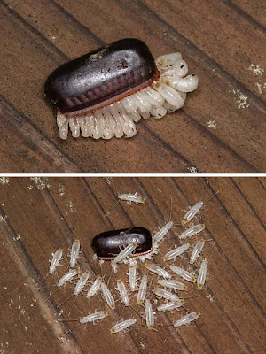 worldstoriesinpictures: KNOW HOW COCKROACHES EGGS LOOK LIKE