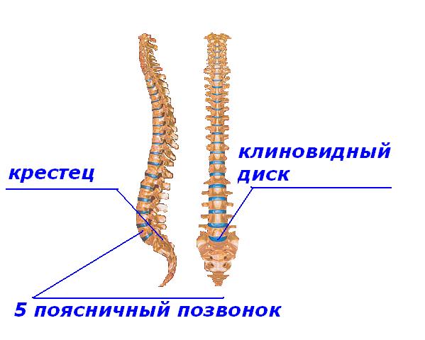 БЗЖ: БОРЬБА за ЗДОРОВЬЕ и ЖИЗНЬ!: ОСОБЕННОСТИ ПОЯСНИЧНО-КРЕСТЦОВОГО ...