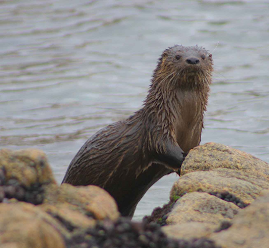 NUTRIA