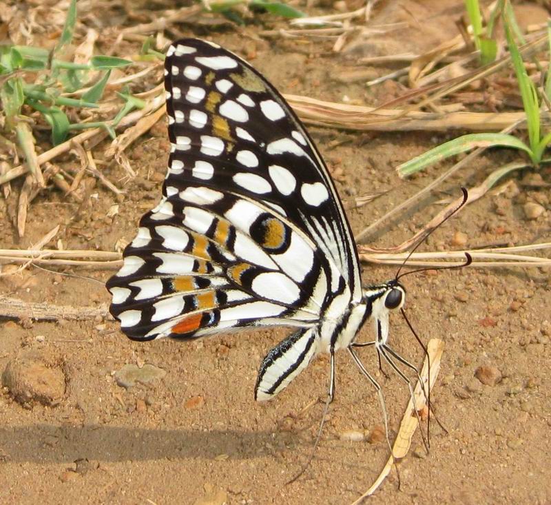 Common Lime Butterfly Nature, Cultural, and Travel Photography Blog