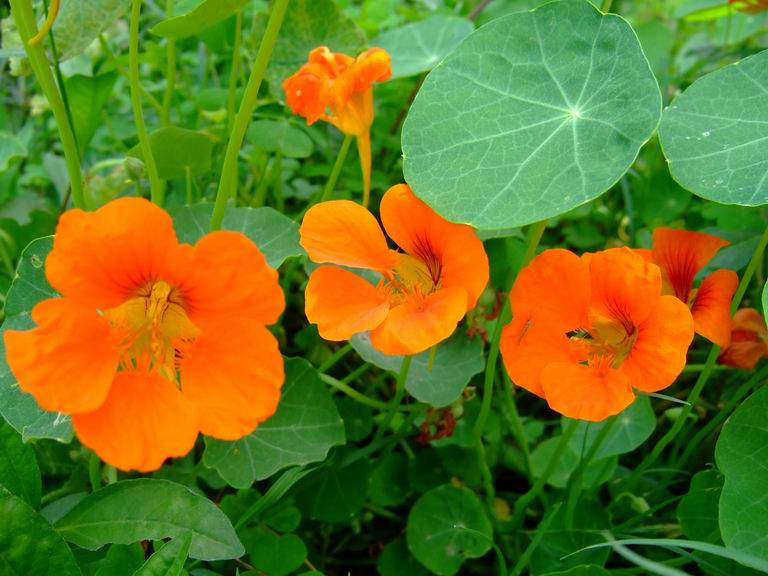 Nasturtium Flowers Nature, Cultural, and Travel Photography Blog