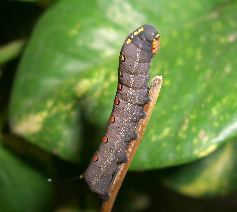 Brown caterpillar with red yellow dots Nature, Cultural, and Travel Photography Blog