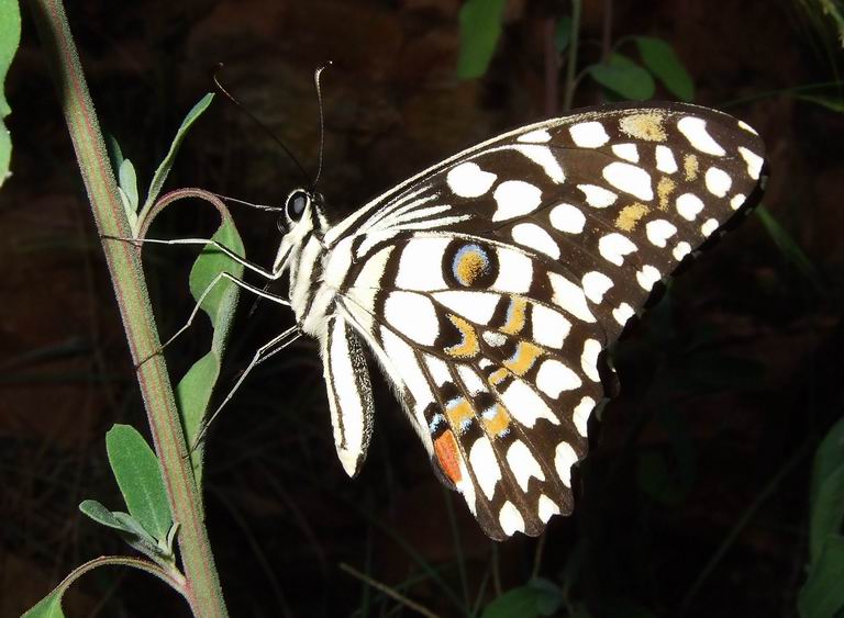 [Lime+Butterfly+Papilio+demoleus-+(1).jpg]