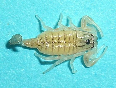 Baby Scorpion picture