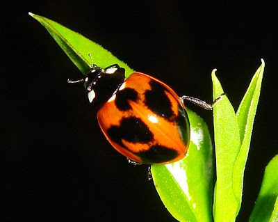 Hybrid Ladybug Picture
