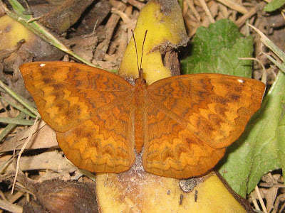 Common Castor Butterfly Picture