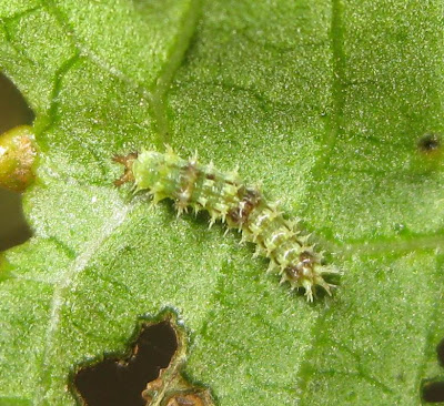 Common Castor Butterfly Eggs Picture